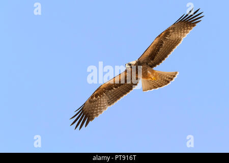 Avviato Eagle (Hieraaetus pennatus), pallido morph capretti in volo visto da sotto Foto Stock