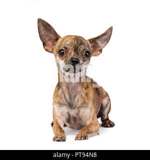 Studio shot di un adorabile pelo corto Chihuahua giacente su sfondo bianco. Foto Stock