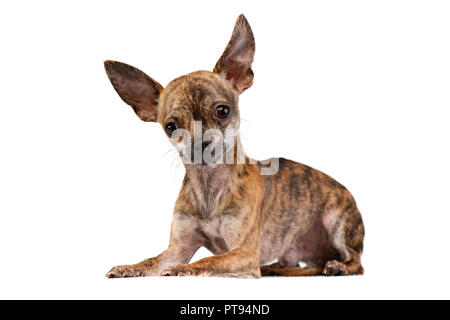 Studio shot di un adorabile pelo corto Chihuahua giacente su sfondo bianco. Foto Stock