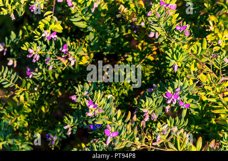 Boccola di foglie verdi in un tranquillo giardino mediterraneo Foto Stock