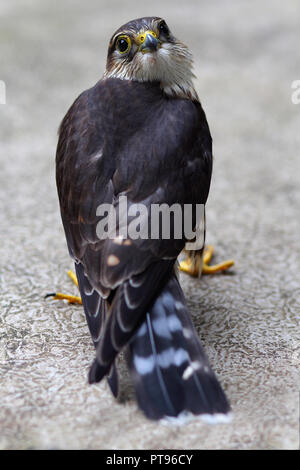 Cresciuto, maschio falco pellegrino (Falco peregrinus). Foto scattata a Kingston, Ontario, CA. Foto Stock