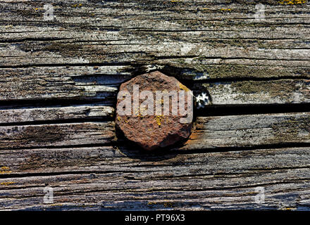 Gli sfondi e texture: vite arrugginito in vecchio weathered tavolato in legno Foto Stock