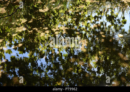 Riflessioni nel fiume Cray, Foots Cray Meadows, Sidcup, Kent. REGNO UNITO Foto Stock