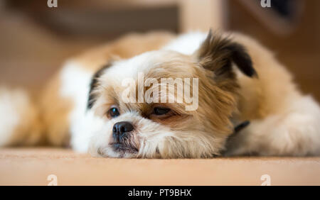 Chiudi colpo di testa di carino, sonnolento Pomeranian Shih Tzu cane da compagnia, a casa, sdraiato su tappeto, mento sul pavimento, orecchio umorosamente croccato. Foto Stock