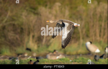 Vista laterale primo piano della selvaggia oca grigilag britannica (Anser anser) isolata in volo a mezz'aria, ali in basso, rivolta a sinistra. Oca invernale volante; dettaglio piuma d'ala. Foto Stock