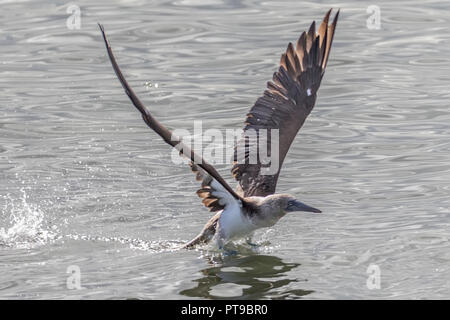 Blu-footed Booby, Sula nebouxii, il decollo, Puerto Baquerizo Moreno, San Cristobal Island, isole Galapagos, Ecuador Foto Stock