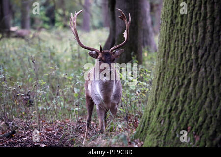 Stag Cervo in Phoenix Park Dublino Irlanda Foto Stock