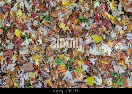 Colori d'autunno lascia la copertura del terreno Foto Stock