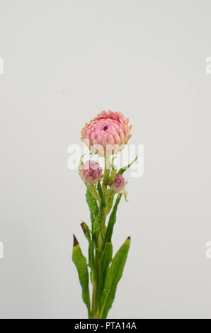 Elicriso ( fiore di paglia )blooming su sfondo bianco Foto Stock