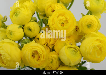 Ranuncolo persiano. Mazzetto di colore giallo pallido fiori ranunculus sfondo luminoso. Wallpaper Foto Stock