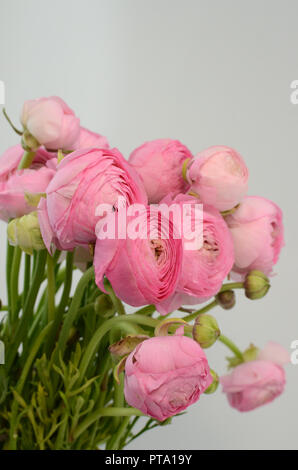 Ranuncolo persiano. Mazzetto rosa pallido ranunculus fiori sfondo luminoso. Wallpaper Foto Stock