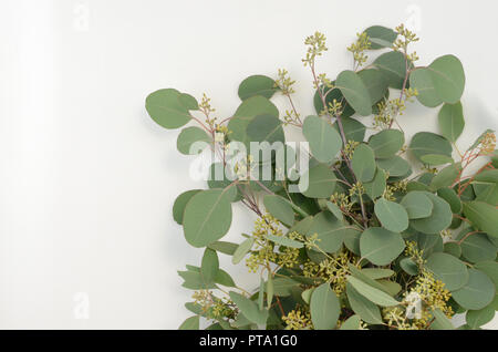 Foglie Verde Eucalipto populus su sfondo bianco. flat laico, vista dall'alto Foto Stock