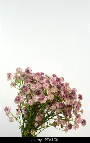 Astrantia fiore per lo sfondo Foto Stock