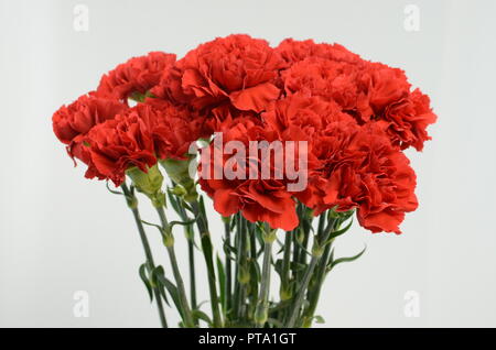 Bella red carnation flower isolati su sfondo bianco Foto Stock