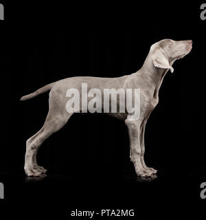 Studio shot di un adorabile cane Weimaraner in piedi su sfondo nero. Foto Stock