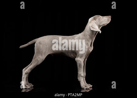 Studio shot di un adorabile cane Weimaraner in piedi su sfondo nero. Foto Stock