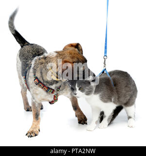 Un adorabile razza cane giocando con un gatto, studio shot, isolato su bianco. Foto Stock