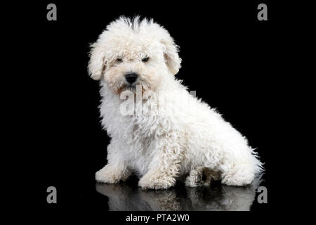 Studio shot di un simpatico Puli dog sitter su sfondo nero. Foto Stock