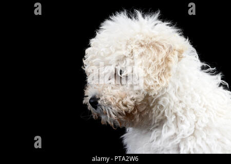 Ritratto di un simpatico cane Puli, studio shot, isolato su nero. Foto Stock