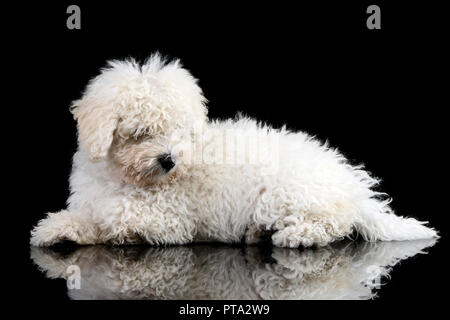 Studio shot di un simpatico cane Puli giacente su sfondo nero. Foto Stock