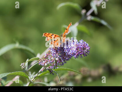 Virgola arancione farfalla (Polygonia c-album) in appoggio su una boccola a farfalla (AKA Buddleja o Buddleia) in autunno nel West Sussex, Regno Unito. Foto Stock