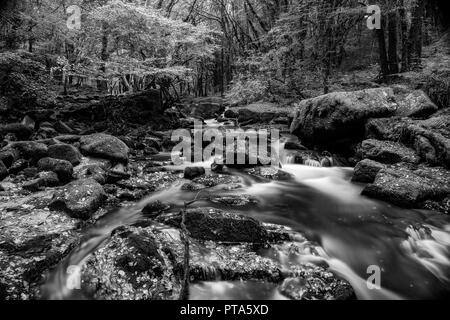 Golitha Falls sono uno dei più splendidi boschi in Cornovaglia, qui la autmnal colori e coperte di muschio boulder sono un perfetto esempio di Cornish Foto Stock