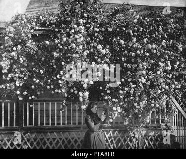 Un Rose-Decked Home, nel sud della California, Stati Uniti d'America, c1900. Creatore: sconosciuto. Foto Stock