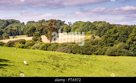 Pecore pascolano su pascolo nel paesaggio di rotolamento della Cerne Valley in Inghilterra del Dorset Downs colline. Foto Stock