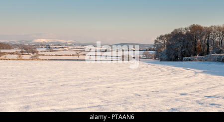 In inverno la neve si trova spesso sui campi di fattoria tradizionale e bosco ceduo nel Dorset rurali della Backmore Vale distretto. Foto Stock