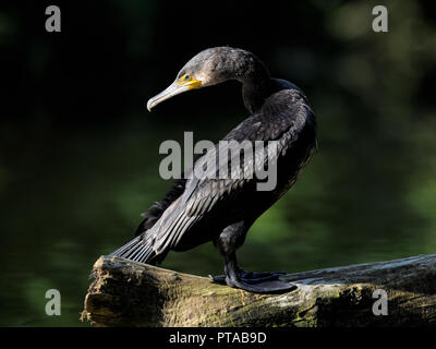 Un cormorano è guardare indietro (Germania). Ein Kormoran schaut hinter sich (Deutschland). Foto Stock