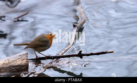 Un Robin si siede su un ramo in acqua (Germania). Ein Rotkehlchen sitzt auf einem Ast im Wasser (Deutschland). Foto Stock