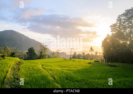 Il tramonto del ricefield terrazzati con mountain in background in Ranggu, West Manggarai, sull isola di Flores, Nusa Tenggara Timur, Indonesia Foto Stock
