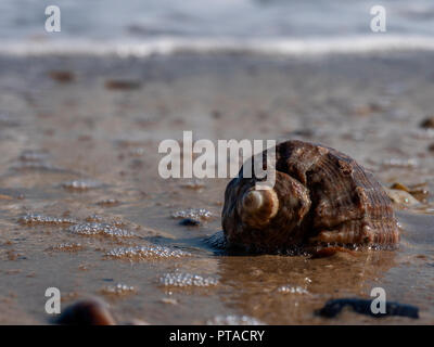 Un primo piano di un guscio vuoto di rapana mollusco su di una spiaggia di sabbia Foto Stock