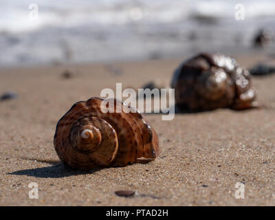Due gusci vuoti di rapana mollusco su di una spiaggia di sabbia con un onda surf e alcune pietre visibili in background Foto Stock