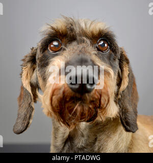 Ritratto di un adorabile capelli lunghi Bassotto studio shot, isolato su grigio. Foto Stock