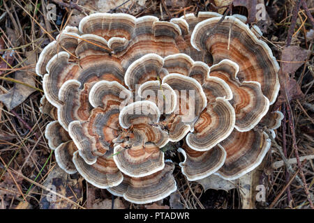 La Turchia di coda (fungo Trametes versicolor) assomiglia a coda di una Wild Turchia - Brevard, North Carolina, STATI UNITI D'AMERICA Foto Stock