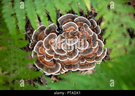 La Turchia di coda (fungo Trametes versicolor) assomiglia a coda di una Wild Turchia - Brevard, North Carolina, STATI UNITI D'AMERICA Foto Stock