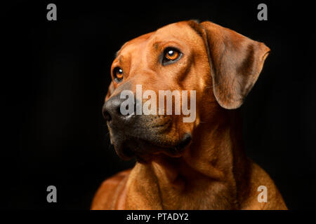 Ritratto di un adorabile ridgeback rhodesiano, studio shot, isolato su nero Foto Stock