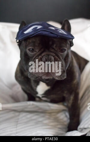 Bulldog francese cane di sognare con la maschera per gli occhi a letto Foto Stock