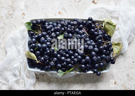 Aronia, comunemente noto come chokeberry, con foglie. Appena raccolto homegrown bacche di Aronia sul tavolo. Foto Stock