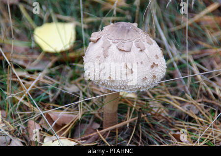 Macrolepiota procera (parasol fungo) nel sottobosco. Di funghi selvatici con grande calotta nella foresta. Foto Stock