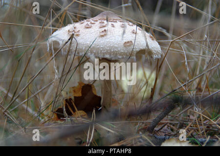 Funghi selvatici in foresta. Macrolepiota procera (parasol fungo) in erba. Foto Stock