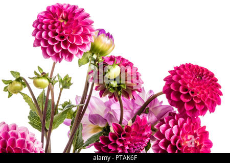 Grande mazzo di rosa dalia, colori brillanti, isolamento su sfondo bianco Foto Stock