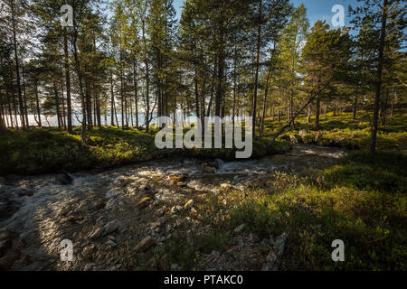Area boscata di Femundsmarka parco nazionale in Norvegia. L'estate. Foto Stock