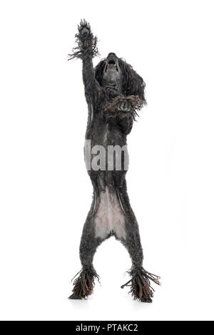 Un adorabile Puli in piedi su due gambe, studio shot, isolato su bianco. Foto Stock