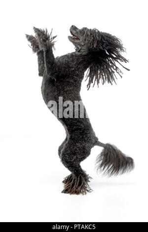 Un adorabile Puli in piedi su due gambe, studio shot, isolato su bianco. Foto Stock