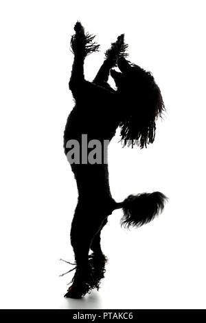 Silhouette di un adorabile Puli in piedi su due gambe, studio shot, isolato su bianco. Foto Stock