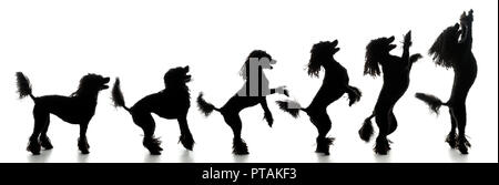 Evoluzione di puli, silhouette, isolato su bianco. Foto Stock