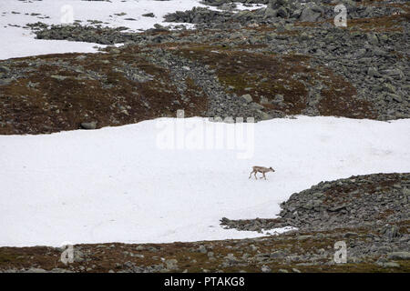Le renne nelle montagne di Femundsmarka parco nazionale in Norvegia. Foto Stock