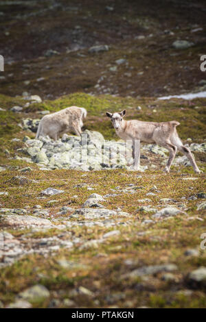 Le renne nelle montagne di Femundsmarka parco nazionale in Norvegia. Foto Stock